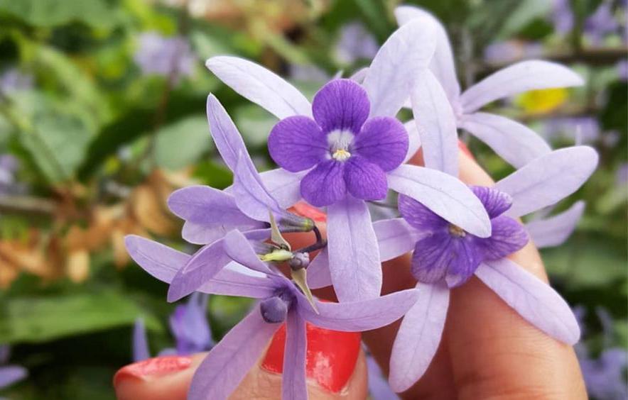 pollinators club image of a purple flower